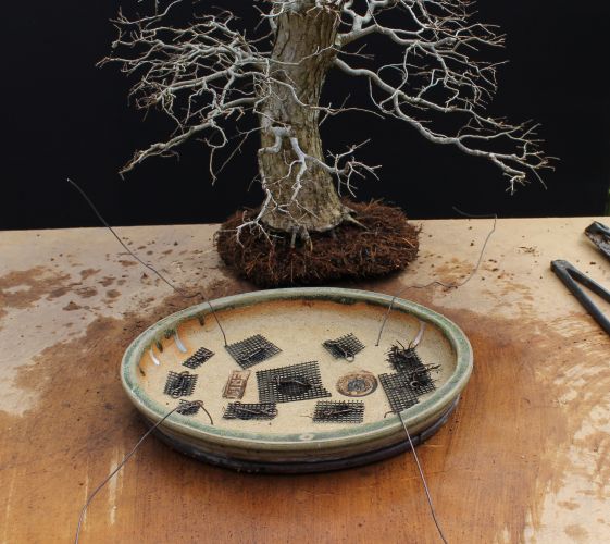 bonsai repot